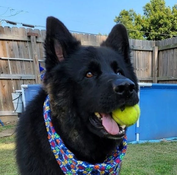 Meet your Posher, Nancy - Picture 1 of 1